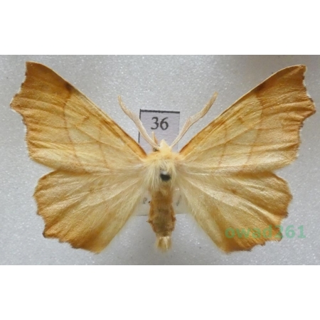 Ennomos quercinaria (Hufnagel, 1767) male Czech36